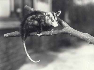 White-eared Opossum on a Branch in London Zoo, December 1918 by Frederick William Bond